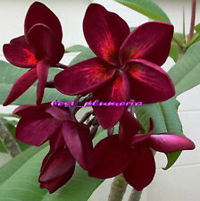 Plumeria Seeds/Flowers/ Bluerapa /Fresh 100 seeds picture