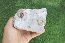 Natural Olcostephanus Ammonite Fossil on Matrix Genuine Early Cretaceous Species picture