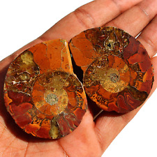 2 Pcs Natural Ammonite Fossil Conch Matching Pair Reiki Mineral Specimen~ 58g picture
