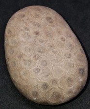 Petoskey Stone Unpolished High-Pattern Hexagonaria Michigan Fossil Coral Rock picture