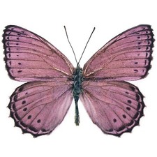 Crenis pechueli RECTO pink purple butterfly Africa UNMOUNTED/WINGS CLOSED picture