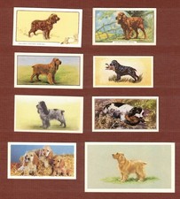 English Cocker Spaniel dog vintage cigarette trade cards set of 8 picture