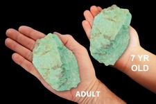 AMAZONITE 3 1/2