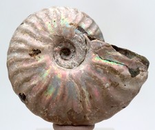 AMMONITE FOSSIL Natural Rainbow Iridescent Opalized Ammolite MADAGASCAR picture