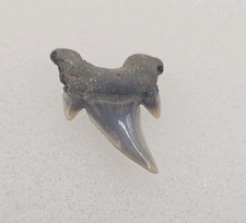 Rare Parotodus Pavlovi Shark Tooth Fossil Sheppey England Not Benedeni  picture