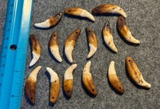 15 Original 1800's Drilled Canine Teeth Native American Indian Sioux picture