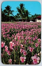 Postcard Vanda Orchids, Vanda 