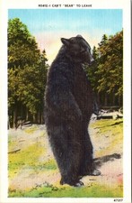 Vintage Asheville NC Postcard Black Bear