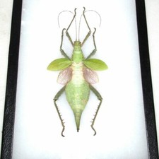 Heteropteryx dilatata FEMALE pink green walking stick insect FRAMED picture