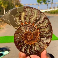 268G Rare Natural tentacle ammonite crystal  specimen mineral treatment A214 picture
