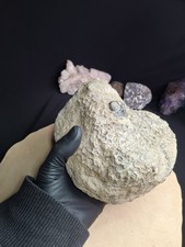 Petoskey Stone 6 Lb Raw Specimen - Excellent preservation Great color Michigan  picture