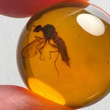 FLY SPHERE 17mm bead Burmese / Burmite amber fossil bead / 100% genuine picture