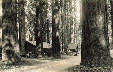 Richardson Grove State Park California Redwood Forest RPPC Vintage Humboldt picture