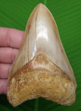 MEGALODON SHARK TOOTH - 4 & 3/4 in. * COLORFUL * -  INDONESIAN - MEGLADONE picture