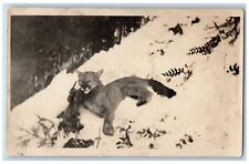 Wild Animal Postcard RPPC Photo Cougar Scene In Winter c1910's Unposted Antique picture