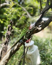 Original Nature Photography Green Garden Lizard on Tree Branch Wildlife Photo picture