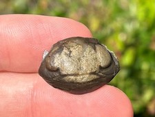 Sweden Fossil Trilobite Nileus armadillo Ordovician Age Bug Enrolled Rare picture