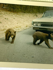 Vtg 1970s original color Oldsmobile photo baby bears car wildlife cute animals picture