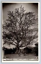 Postcard FL Safety Harbor Florida Famous Kapok Tree RPPC c1950s K38 picture
