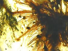 Dandelion Seed Inclusion 🌸 🌺 🌹Rare Fossil in Genuine Burmite Amber, 98myo picture
