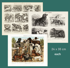 Set of 3 Antique Prints Dogs Hunting Breeds Wild Dogs Chromolithograph c. 1895 picture
