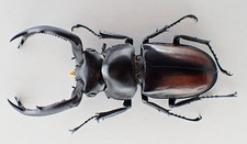 F47571. Lucanidae: Rhaetulus crenatus tsutsui. Central Vietnam. 67mm? Very big picture