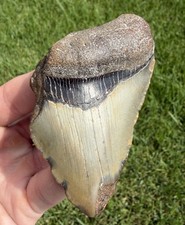 Natural 3.25” Megalodon Shark Tooth Fossil Real Shark Teeth No Restoration picture