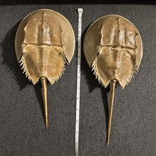 2 ATLANTIC HORSESHOE CRAB SHELL MOLT SHEDS LIMULIDAE XIPHOSURIDA 11 & 12 INCH picture