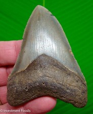 MEGALODON SHARK TOOTH  Real Fossil - 3.65”  Sharks Teeth  - SERRATED - NO RESTO picture