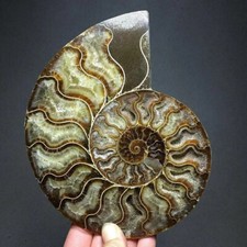 1pc Natural ammonite conch Crystal specimen healing Reiki 140g+ picture