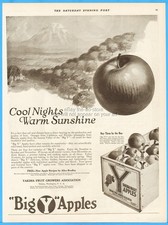 1919 Yakima Fruit Growers Big Y Apples Wooden Crate Vintage Print Ad Mount Adams picture