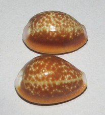 28 mm 2 Pcs Cypraea Helvola Cowrie Seashell Phuket Thailand Combine Ship picture