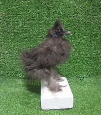 Black Fluffy Silkie Juvenile Real Bird Taxidermy Mount Poultry picture