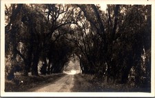 Antique RPPC Postcard Tree Lined Country Road Rural Scene Unposted picture