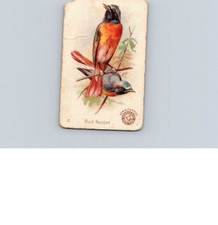 1880s-90s Arm & Hammer Beautiful Birds Black Redstart No 17 picture