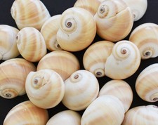 50 Shark Eye Moon Shells (1
