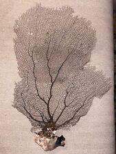Large Natural Sea Fan - Brown - Soft Coral- Ethically Collected In FL picture