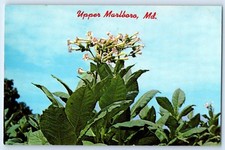 1960 Marlboro Maryland MD Postcard Upper Tobacco Plant Blossom Flowers Unposted picture