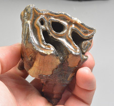 Large Woolly Rhino Tooth, Dunajec River, Tarnow, Poland picture