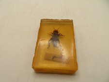 Cricket in  Clear plastic  Block ITAKLIAN  GRILLO  Insect Specimen picture