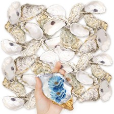 36PCS Oyster Shells 5