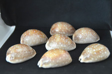 1 Specimen Lyncina vitellus (Cypraea)  56-57 mm picture