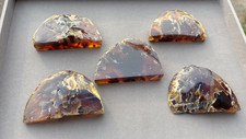 5 Pcs Natural Sumatra Amber — Polished Semicircle Cabs — One of a Kind Gemstone picture
