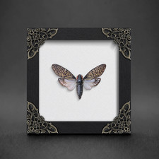 Real Framed Cicada Specimen Insect Taxidermy Curiosity Decor Nature Display picture
