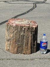 Large & Great Character Petrified Wood Round Stump Log Section Slab Display picture