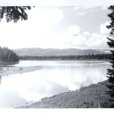 c1930 Yellowstone River Landscape Snapshot Photo Pine Trees Wyo. National Park picture