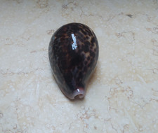 F Cypraea pantherina WOW NICE color natural glossy red sea shell F++++ 89.5 mm picture
