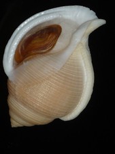 224 Galeodea keyteri w/o 76.7mm TOP GRADING IMPORTANT NATURAL SEASHELL RARE picture
