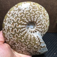 530g  Natural polishing Stone sculptor decoration specimen fb1853 picture