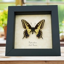 Papilio Zelicaon Anise Swallowtail Butterfly Framed Taxidermy Display picture